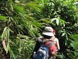 in-the-bamboo-jungle