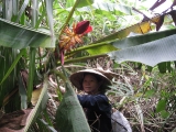 Mrs-Nhat-and-the-banana-flower